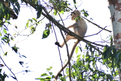 Trachypithecus pileatus