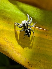 Phiale guttata