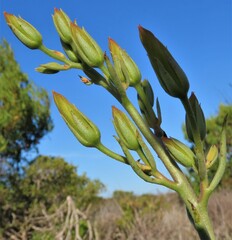 Tylecodon grandiflorus