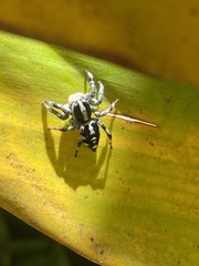 Phiale guttata