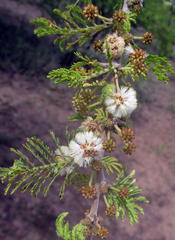 Vachellia luederitzii