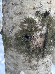 Frullania eboracensis