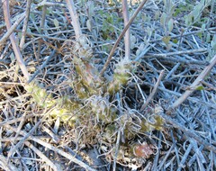 Tylecodon grandiflorus