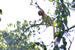 Trachypithecus pileatus