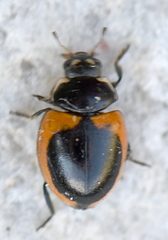 Coccinella venusta