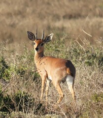 Raphicerus campestris campestris