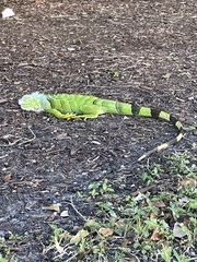 Iguana iguana