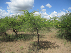 Vachellia luederitzii