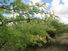 Vachellia luederitzii