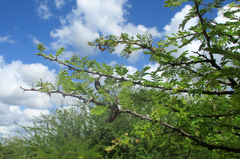 Vachellia luederitzii