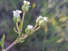 Eriocephalus longifolius