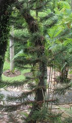 Araucaria
