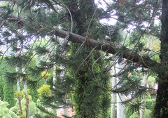 Araucaria