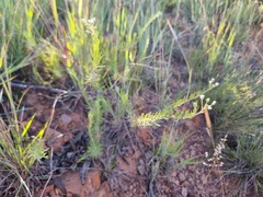 Eriocephalus longifolius