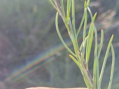 Eriocephalus longifolius