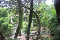 Araucaria