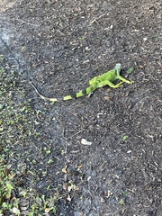 Iguana iguana