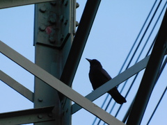 Corvus corone
