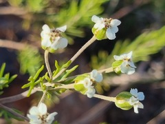 Eriocephalus longifolius