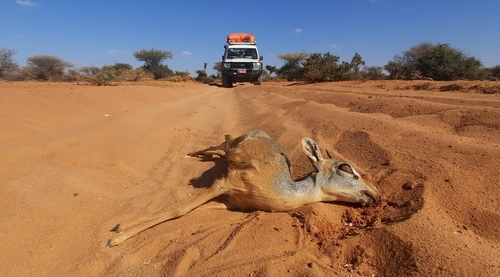 Günther's Dik-dik