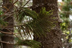 Araucaria columnaris