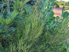 Euclea linearis
