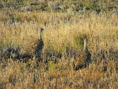 Centrocercus urophasianus