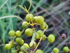 Euclea linearis