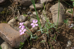 Dianthus repens
