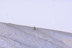 Centrocercus urophasianus