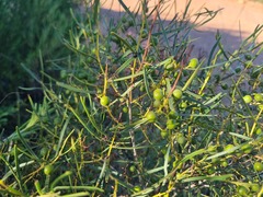 Euclea linearis