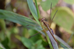 Neurothemis intermedia