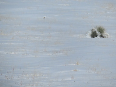 Yucca glauca