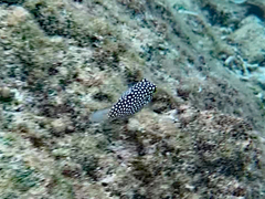 Canthigaster jactator