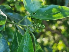 Heteropyxis natalensis