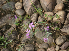 Dianthus repens