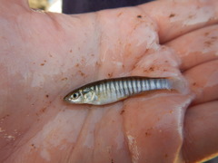 Fundulus zebrinus