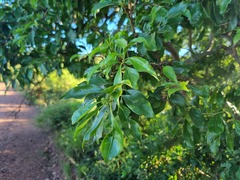 Heteropyxis natalensis