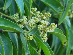 Heteropyxis natalensis