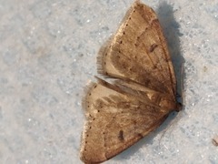 Theria rupicapraria