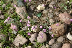 Dianthus repens