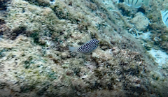 Canthigaster jactator