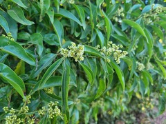 Heteropyxis natalensis