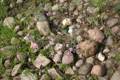 Dianthus repens