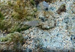 Canthigaster jactator