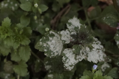 Neoerysiphe galeopsidis