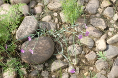 Dianthus repens