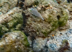 Canthigaster jactator