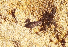 Lophyra flexuosa sardea