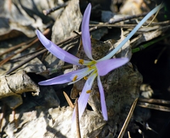 Colchicum hungaricum